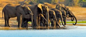 Safari Splendors: A Safari Adventure in the Heart of Africa